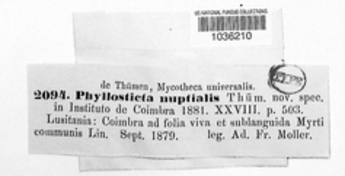 Phyllosticta nuptialis image